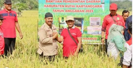 Edi Damansyah Ajak Kolompok Tani Tenggarong Seberang Panen Padi Organik